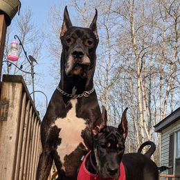 Great Dane Puppies from F&B Kennels