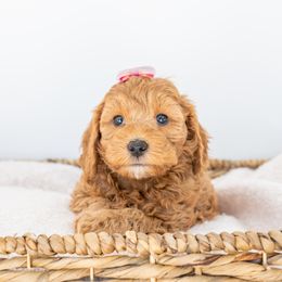 Kira - Goldendoodle puppy in Davie, Florida from ClassyDoodles