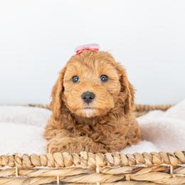 Kira - Goldendoodle puppy in Davie, Florida from ClassyDoodles