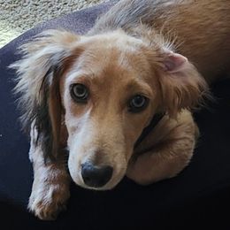 JD - Dachshund