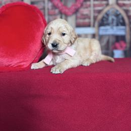 Melody - Golden female Golden Retriever puppy in Piedmont, South Carolina from The Farm at Saluda Ridge
