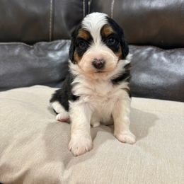 Holly - Black tri-color female Aussiedoodle puppy in Heber City, Utah from Junipersdoodles