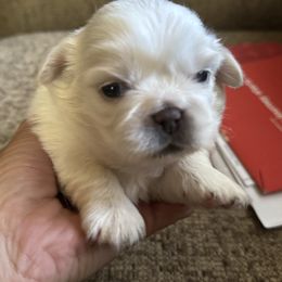 Stella - White female Pekingese puppy in Leachville, Arkansas from Green’s Pekingese
