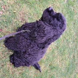 Tilly - Golden Retriever