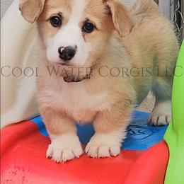 Eevee - Red female Pembroke Welsh Corgi puppy in Kiowa, Colorado from Cool Water Corgis LLC