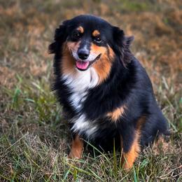 Dora - Australian Shepherd