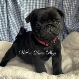 Rolly - Black male Pug puppy in New York from Willow Dove Pugs