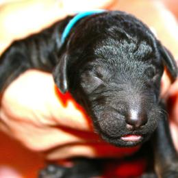 Gabriel - Sable male Poodle puppy in Crewe, Virginia from Whispering Woods Farms LLC