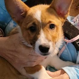 Pembroke Welsh Corgi Puppies from Gingersnap Pembroke Welsh Corgis