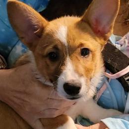Pembroke Welsh Corgi Puppies from Gingersnap Pembroke Welsh Corgis