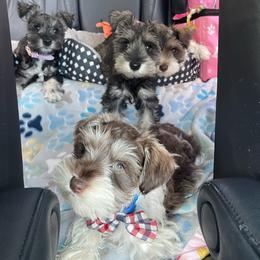 Buddy - Parti male Miniature Schnauzer puppy in Anthony, Florida from Amanda Tragash