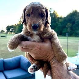 Yellow Girl (Luna) - Yellow and white female Bernedoodle puppy in Moulton, Alabama from Triple W Doodles
