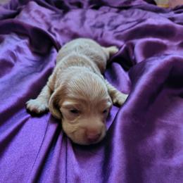 Valor - Cream male Dachshund puppy in Hollis, Oklahoma from Write Breed Doxies