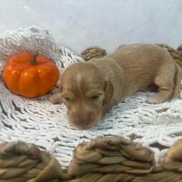 Girl 1 - Red female Dachshund puppy in Mesquite, Texas from AB Dachshund