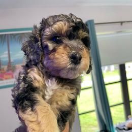 Lite Pink Collar - Blue merle female Bernedoodle puppy in Port Charlotte, Florida from Islands Wheatens and Poodles