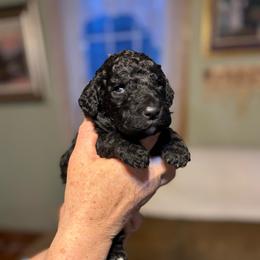 Water - Black male Poodle puppy in St. Johnsbury, Vermont from Poodles of the Northern Woods