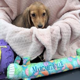 Hedy - Red female Dachshund puppy in Gavilan Hills, California from Bacchanal Kennel/Ranch