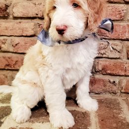 Bernedoodle Puppies from Speedwell Forge Doodles