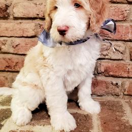 Bernedoodle Puppies from Speedwell Forge Doodles