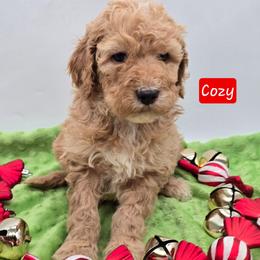 Cozy - Apricot female Goldendoodle puppy in Neillsville, Wisconsin from Granton Creek