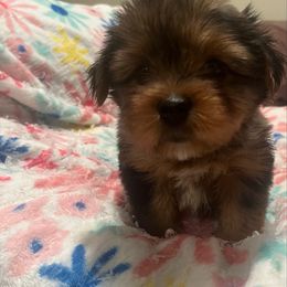 Snoopy - Merle male Yorkipoo puppy in Shelby, North Carolina from Precious pups dynasty kennel