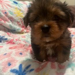 Snoopy - Merle male Yorkipoo puppy in Shelby, North Carolina from Precious pups dynasty kennel