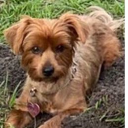 Yorkshire Terriers from Erik Farm