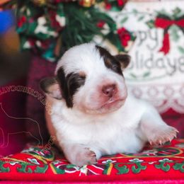 Amulet (ASDR) - Red speckled female Australian Cattle Dog puppy in Marana, Arizona from Impact 3rd Australian Cattle Dogs