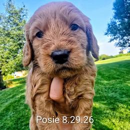 Posie - Red  female Goldendoodle puppy in Red Oak, Iowa from Fisher Pups-Stay Golden with a Doodle