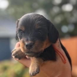 AKC Orange Collar 3000.00 - Black and tan male Dachshund puppy in Cottonwood, California from Circle C Farm