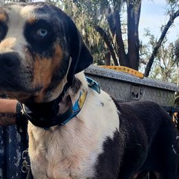 Beaudreaux - Catahoula Leopard Dog