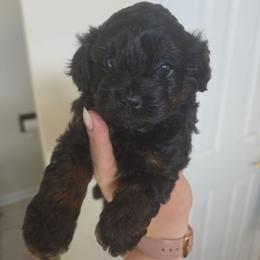 Molly - Black and tan female Cockapoo puppy in Galena, Illinois from Perry's doodles