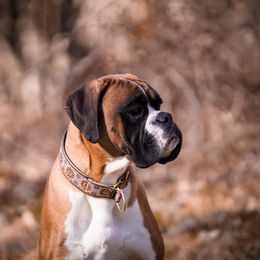 Harvey - Boxer
