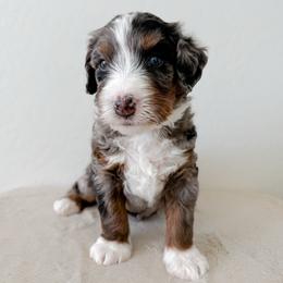Indy - Merle male Bernedoodle puppy in Apache Junction, Arizona from Coffey House Doodles