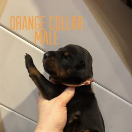 Sam - Black and rust male Doberman Pinscher puppy in Wellington, Ohio from Jossie Doberman Pinschers