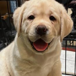 Labrador Retriever Puppies from Tripp Labradors