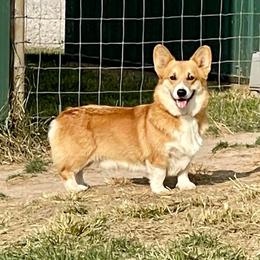 Alex - Pembroke Welsh Corgi