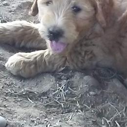 Assorted Doodle Crosses Puppies from Southern Star Goldendoodles