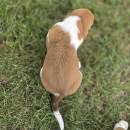 Basset Hound Puppies from Fisher's Couch Hounds
