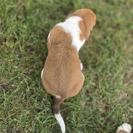 Basset Hound Puppies from Fisher's Couch Hounds