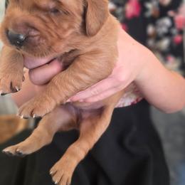 Allen - Dark golden male Golden Retriever puppy in Lebanon, Oregon from SnowPeakPaws
