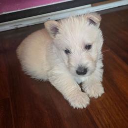 Edward- wheaten color - Wheaten male Scottish Terrier puppy in Mount Vernon, Washington from Scottish Terrier Sandra T