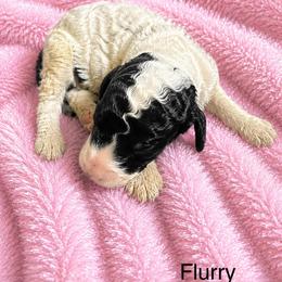 Flurry - Parti female Poodle puppy in Washington, Pennsylvania from Patriotic Poodles