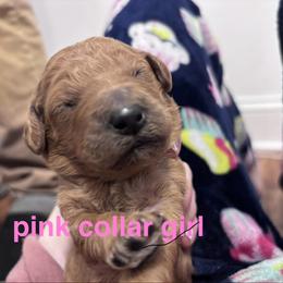 Pink Collar Girl - Red  female Poodle puppy in Grandview, Tennessee from FurEver Poodles