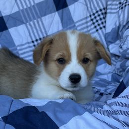 Grady - White and red male Pembroke Welsh Corgi puppy in Washington, Arkansas from Foxy Knoll Farm