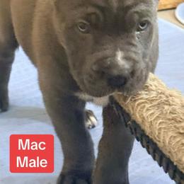 Mac - Gray male Cane Corso puppy in Waxahachie, Texas from A&M Kennels