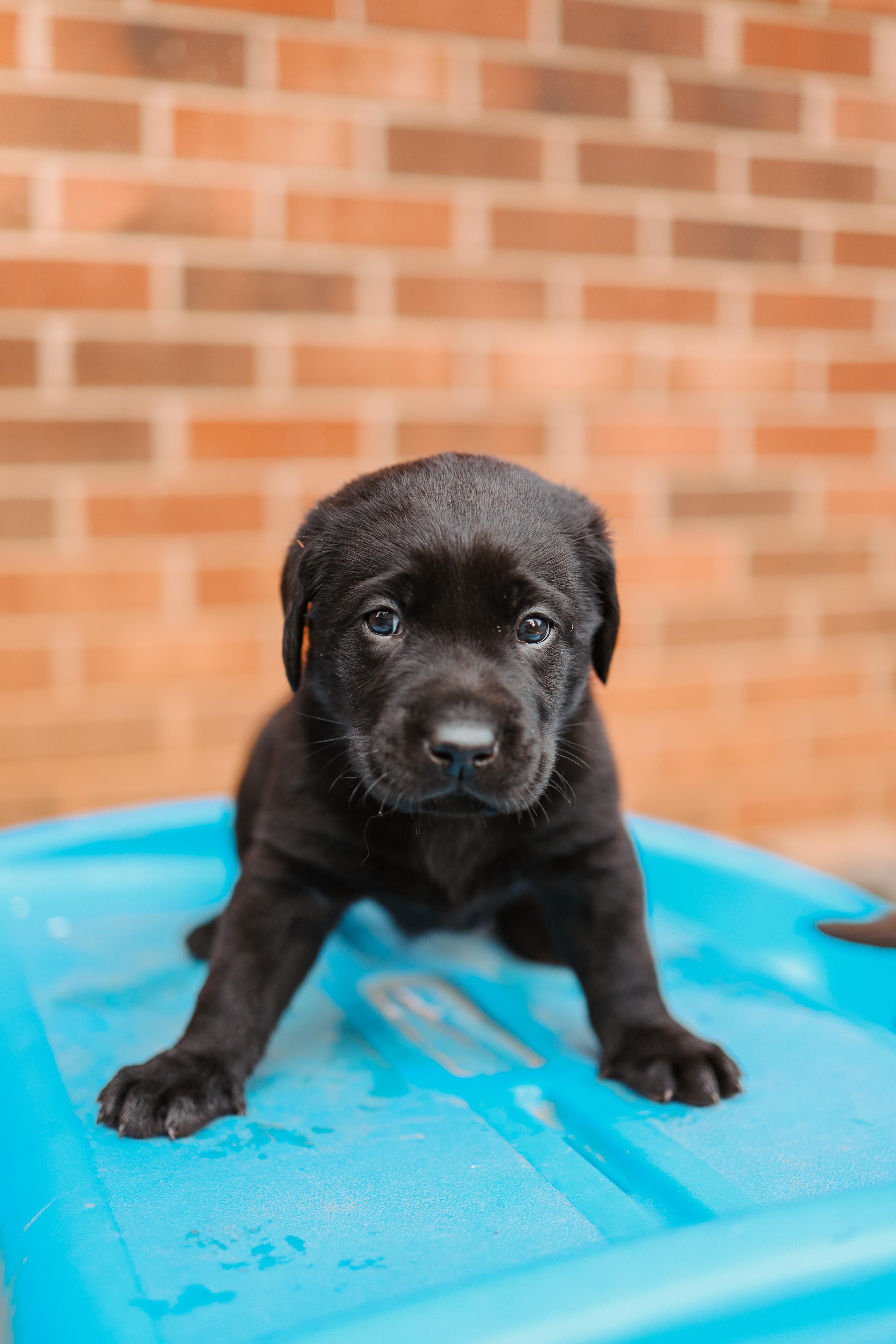Barefoot Kennels, LLC in North Carolina Labrador Retriever puppies