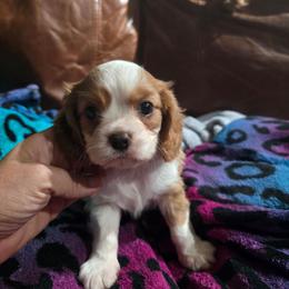Classic blenheim - Blenheim male Cavalier King Charles Spaniel puppy in Wimberley, Texas from Amazing AKC Puppies
