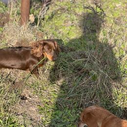 Millie Mae - Dachshund