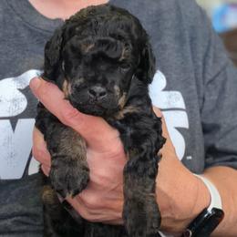 Haggard - Phantom male Poodle puppy in Ardmore, Oklahoma from The Poodles of Green Acres